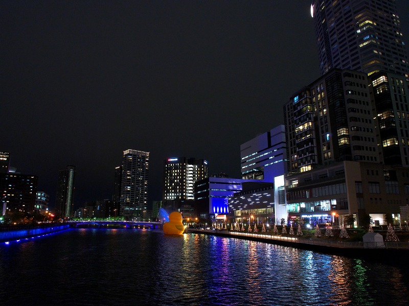 中之島 ほたるまち港に、冬の風物詩「ラバー・ダック」が登場しました🐤 12