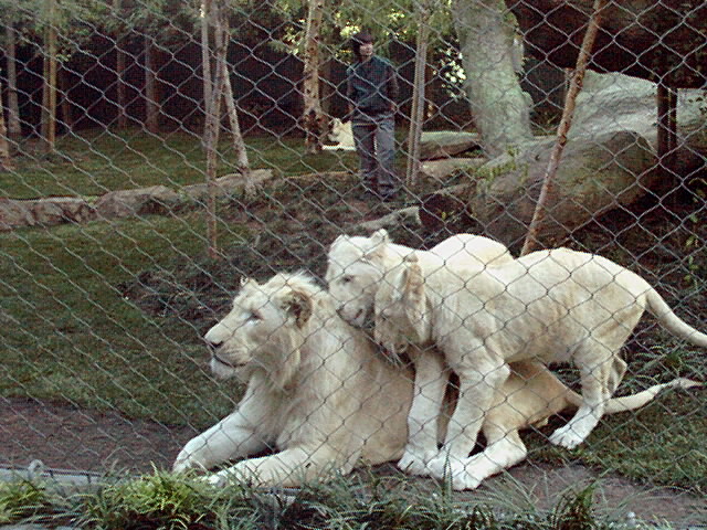 ラスベガス 手品 マジシャン ジークフリート＆ロイ 直筆サイン☆ホワイトタイガ