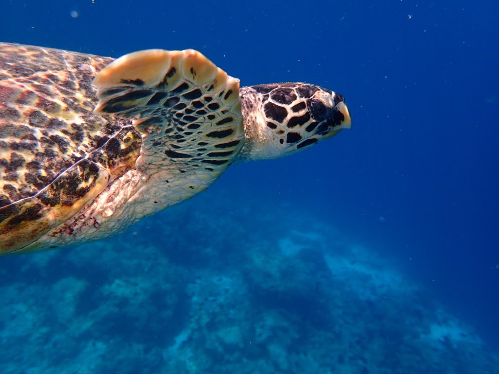 モルディブ 南マーレ環礁ローカル島 ～アイランドホッピング＆シュノーケリング～西遊旅行の添乗員同行ツア