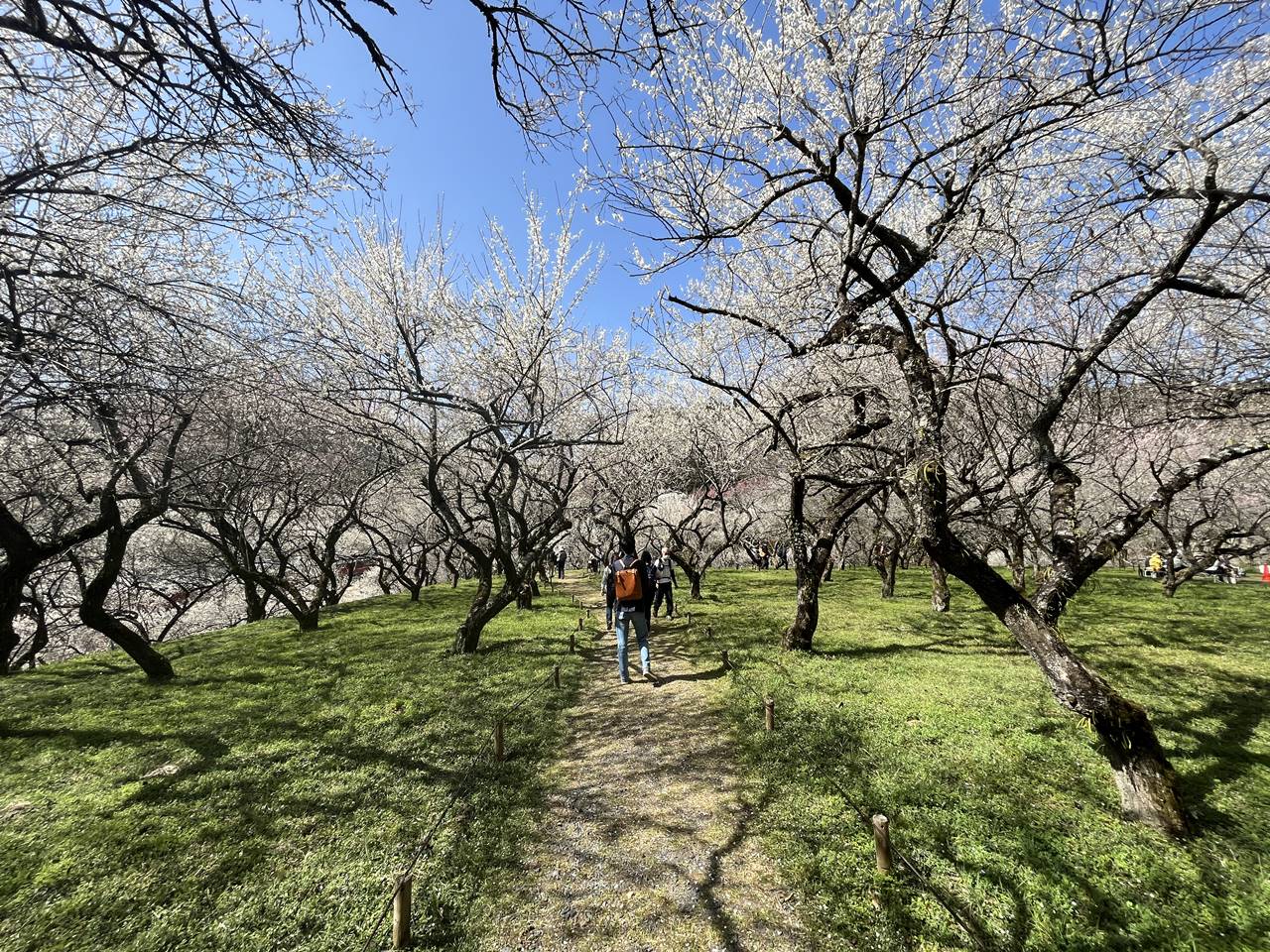 木下沢梅林高尾山から高尾梅郷お花見ハイキング登山に行って来ました！ - まじこのブログ～50代日帰り登山日記