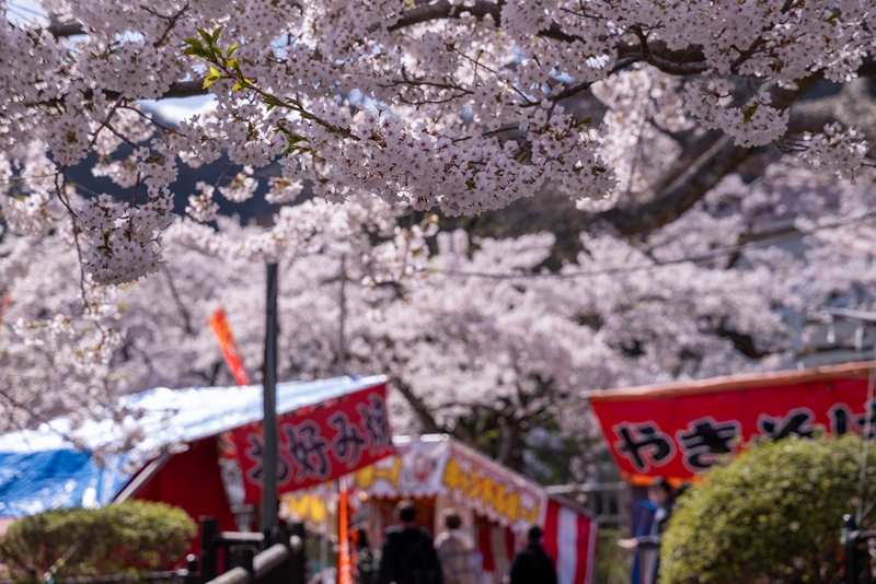 五稜郭公園 北海道2025年桜祭り・夜桜ライトアップ・見頃情報 -