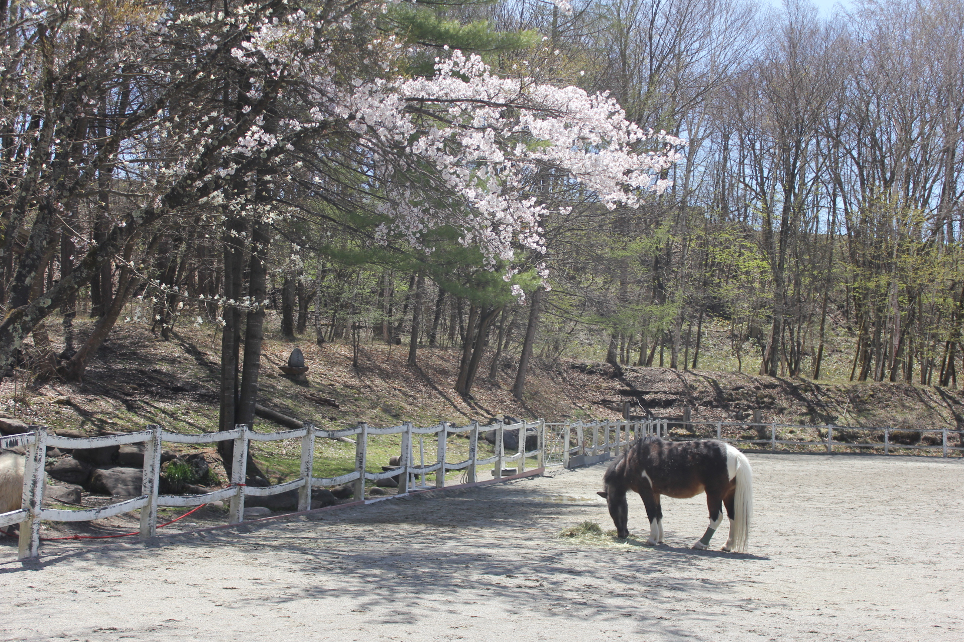 蓼科牧場ゴンドラリフト -長野県 の詳細情報ことりっぷ