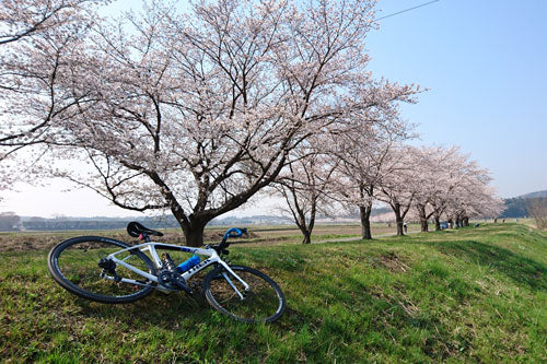 都幾川桜堤の桜 比企郡嵐山町 の地図・アクセス
