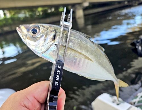 鶴見川河口干潟「貝殻浜」付近にてクリーンアップ＆生きもの調査2012 8 5つるみウォッチャーズ