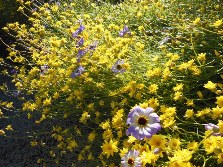 ブルーム発オーストラリア西海岸 11日間
