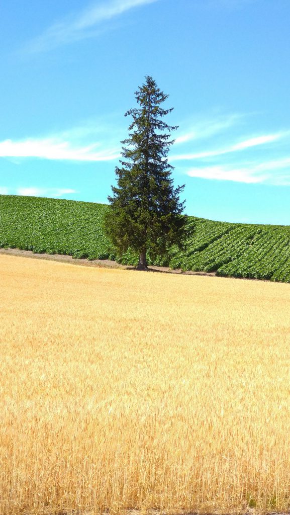 札幌発 月・水・金 ☆往復バス付