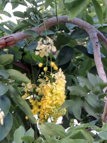 ゴールデンシャワ