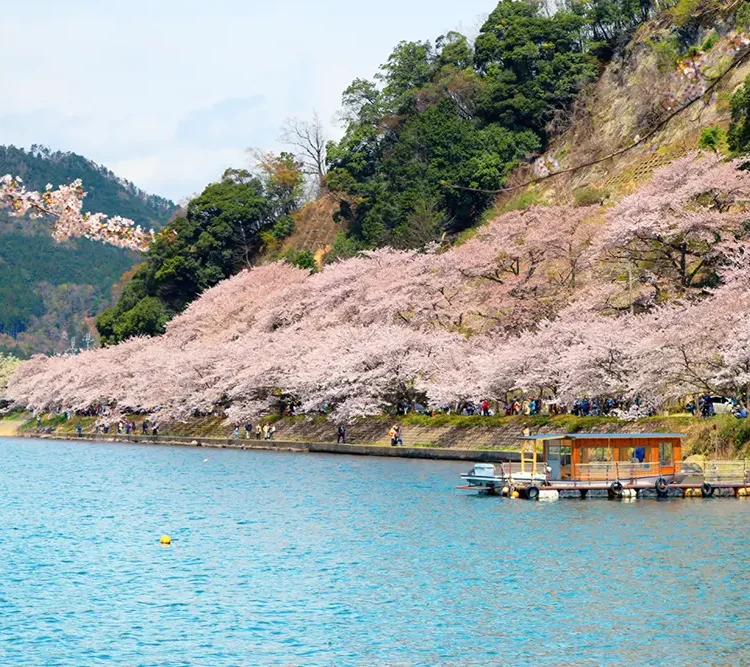 海津大崎 滋賀県 。琵琶湖八景にも選ばれた神秘的な雰囲気の湖岸道路日本の絶景ドライブルートJAF Mate