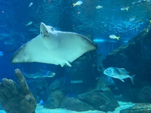 割引チケットあり バンコク最大の水族館「シーライフオーシャンワールド」は子連れ旅行におすすめ！デートスポットにも良し。タイ一択