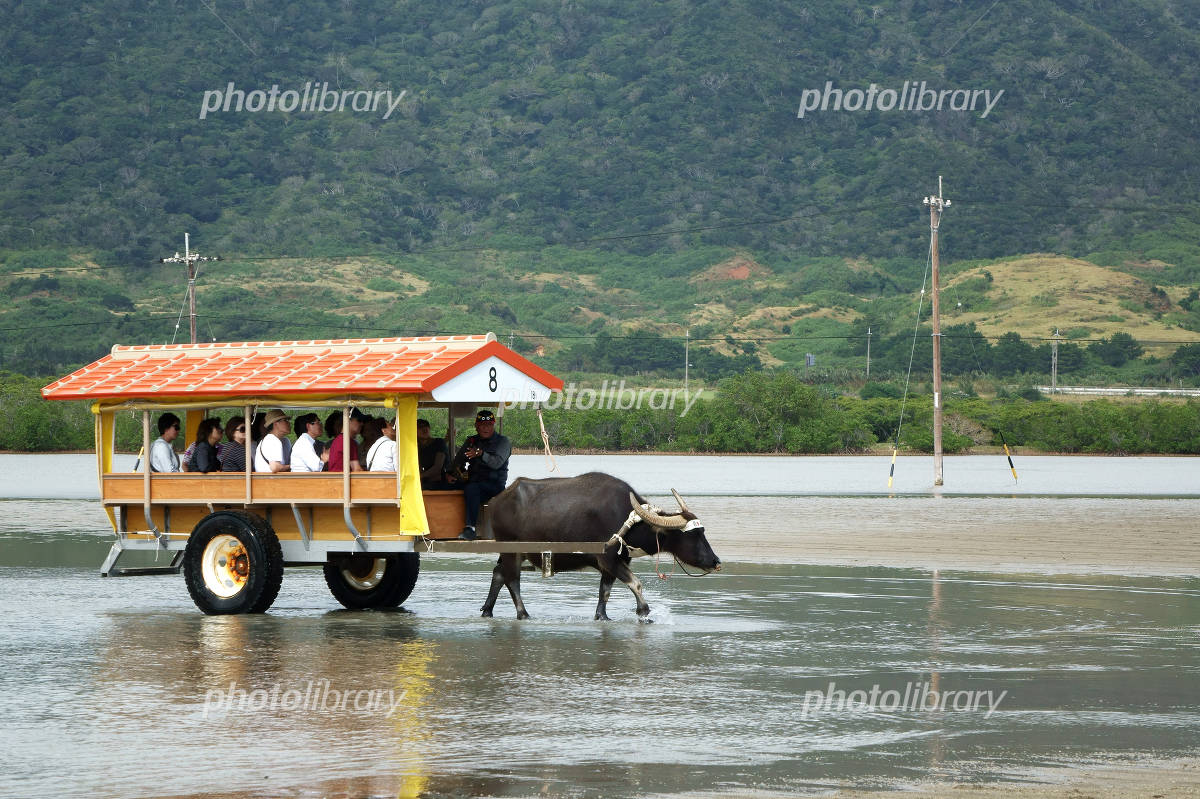 沖縄竹富島 水牛車 4
