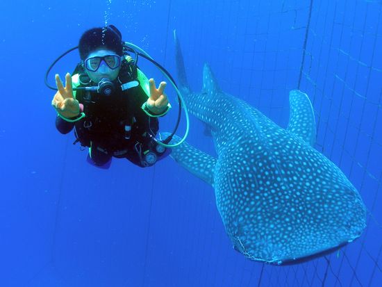 美ら海水族館のジンベイザメとの感動体験TikTok