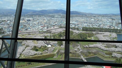 五稜郭公園の桜と五稜郭タワーの夜景 01010024319 の写真・イラスト素材アマナイメージズ