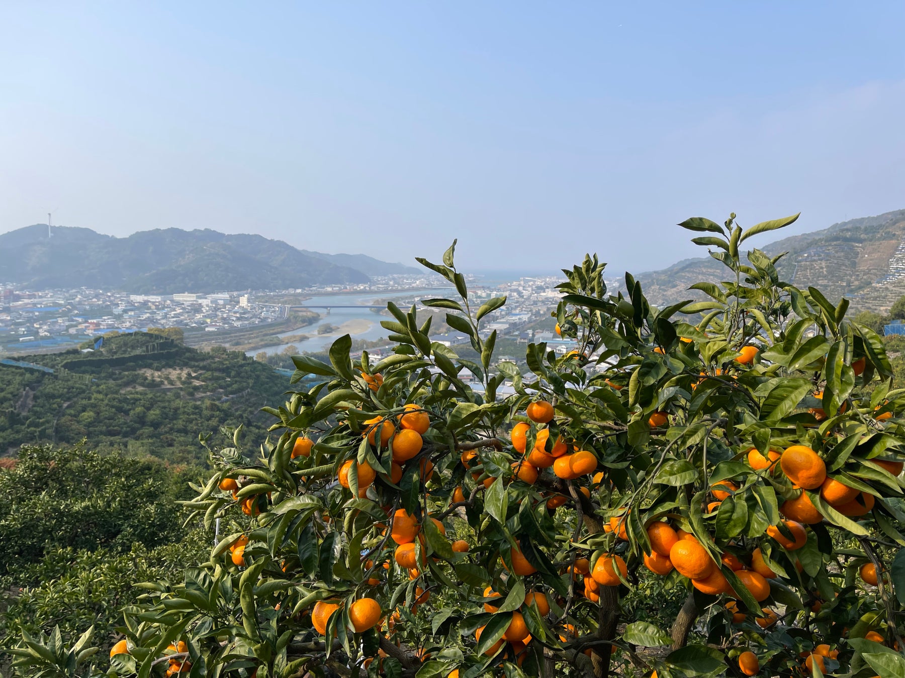 和歌山バイク旅録２ 有田みかん海道とみかん農園ショップうたたね関西見聞録