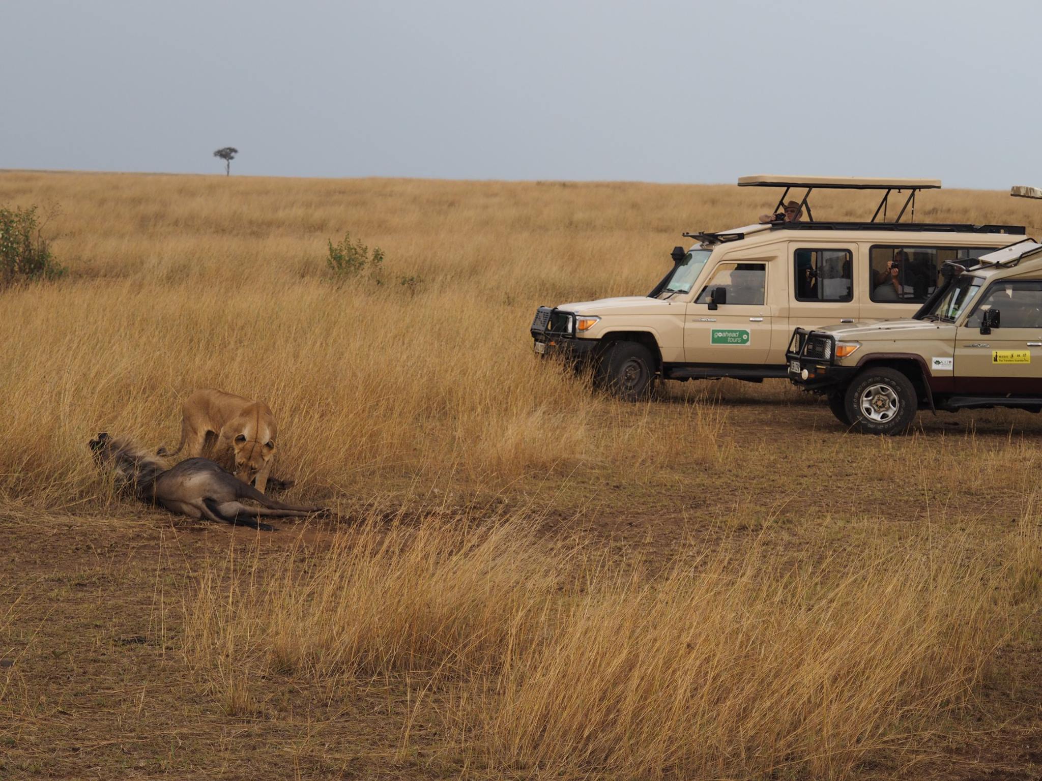 ケニアを訪れる：究極の旅程