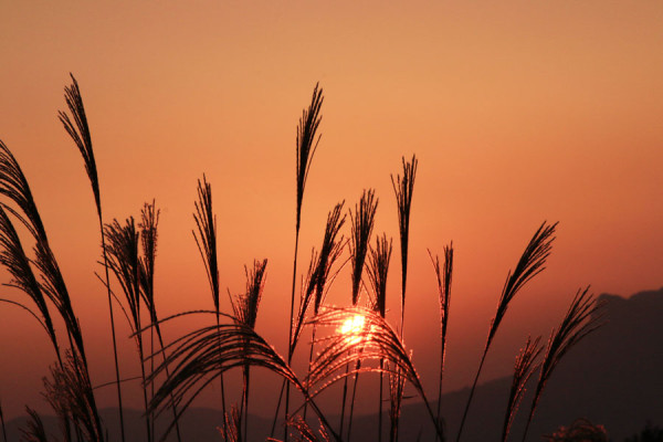 関西・近畿地方のススキの新着国内旅行・観光ガイド記事トラベルjp 旅行ガイド