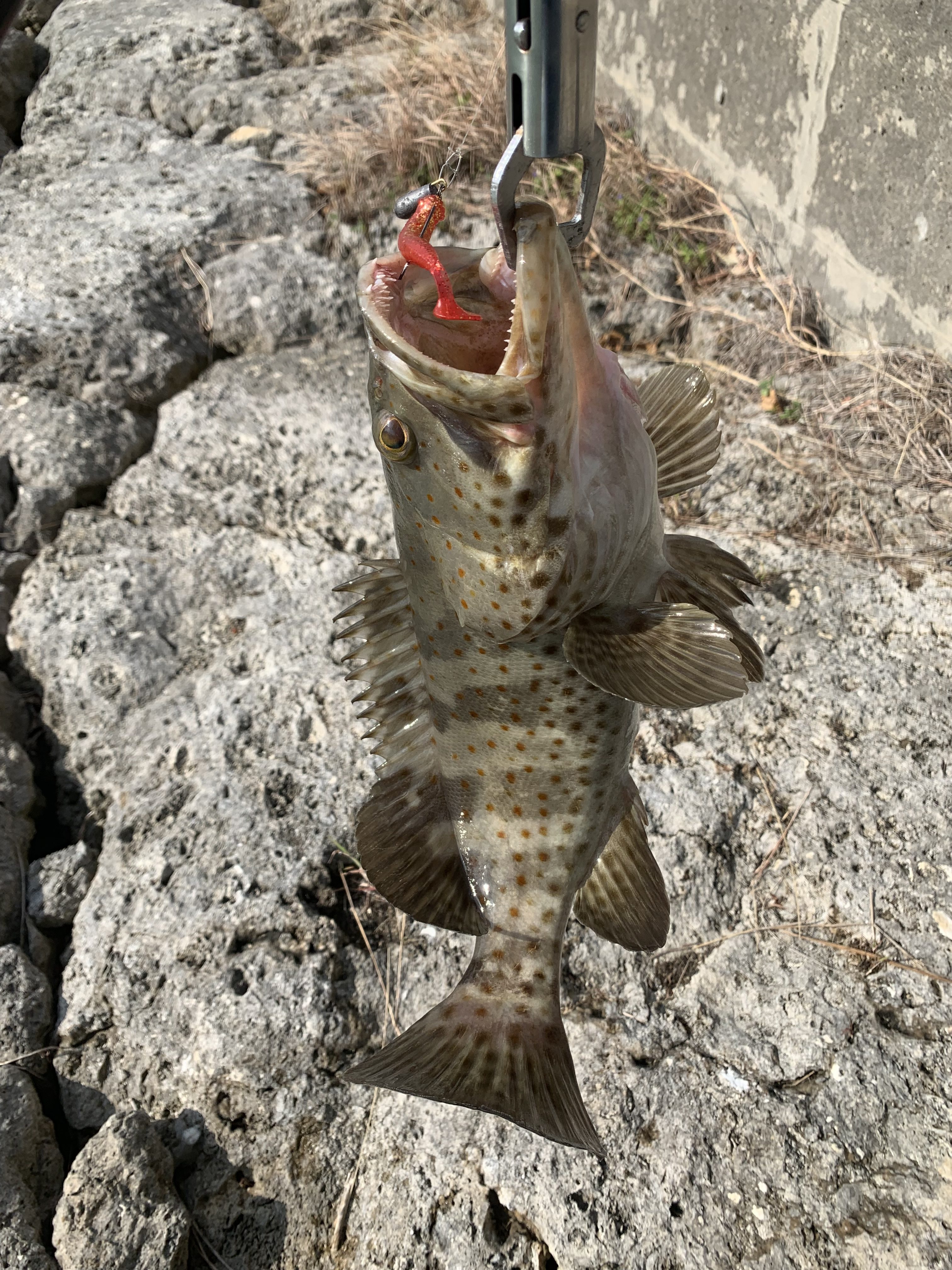 沖縄県釣り船、釣り動画泳がせ釣り大物狙い - 真生丸の釣果