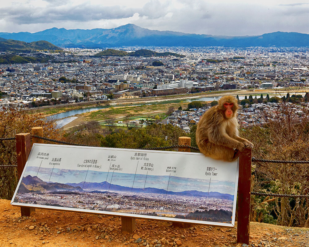 嵐山モンキーパークで自然と野生のサルに癒されるロマンチックデート京都観光 - 縁結び大学