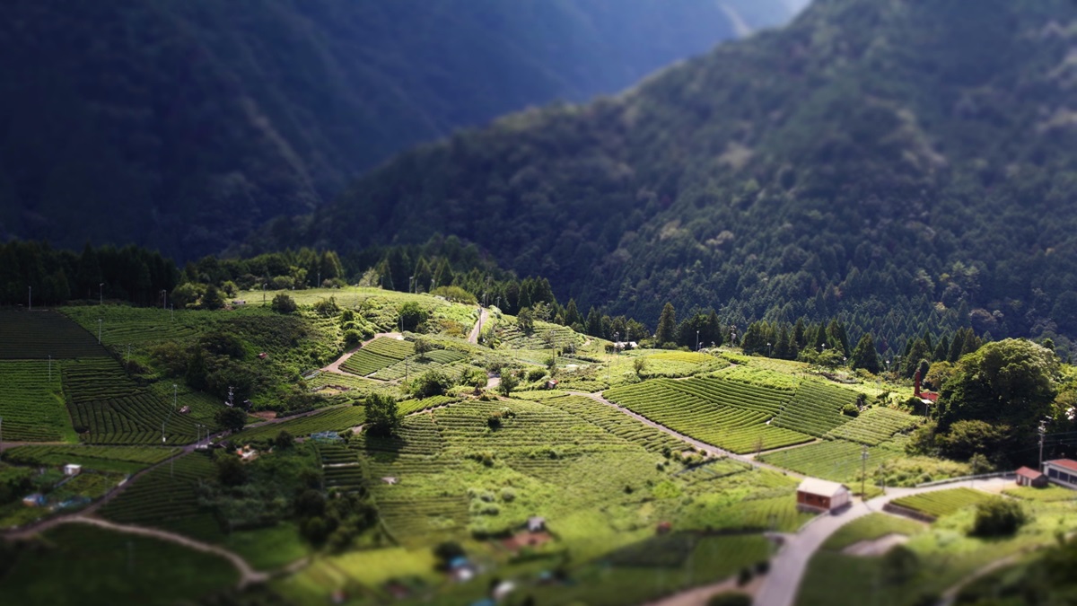 岐阜県揖斐郡『天空の茶畑 岐阜のマチュピチュ 』へのアクセスと撮影スポット岐阜フォト