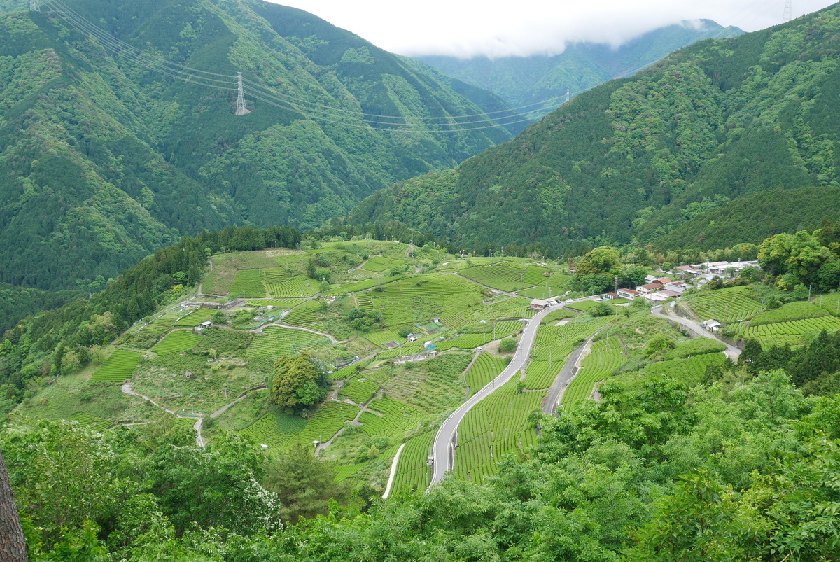 天空の茶畑 岐阜のマチュピチュ 緑茶畑