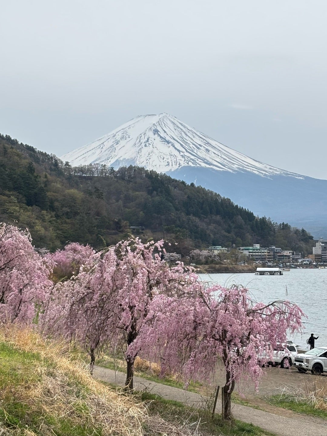 甲斐の猿橋 紅葉 見頃