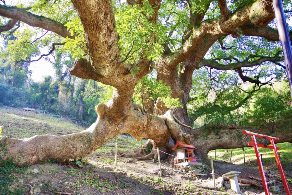香川県三豊市 志々島の大楠with photograph