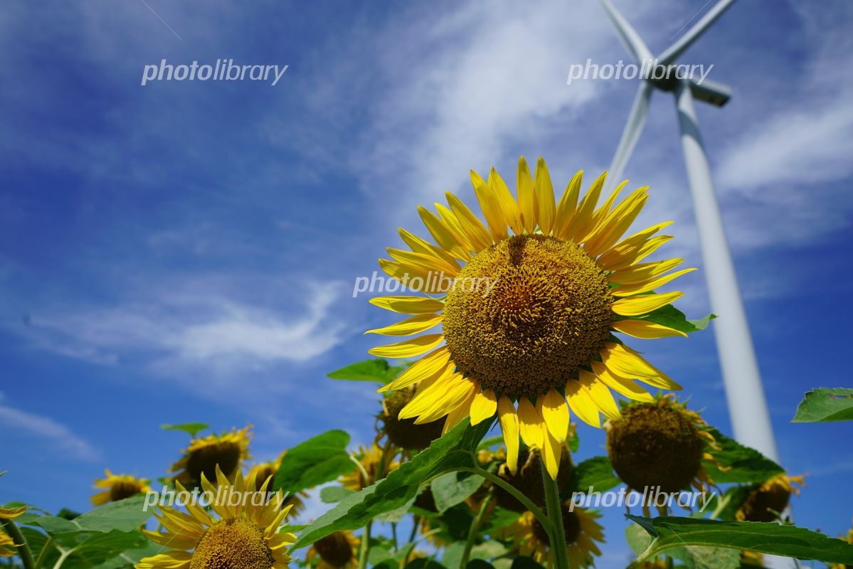 腰を抜かすほど大きな風車「夢ぐるま」が間近で見れ、子供やペット連れでもゆったり楽しめる『あわら夢ぐるま公園 あわらゆめぐるまこうえん 』 - あわら