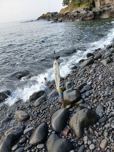 釣行記 5111月下旬 国府津海岸・真鶴半島番場裏磯での釣り 小潮