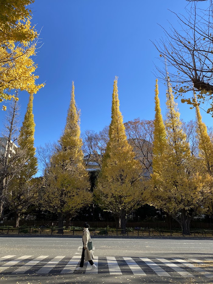 2025年最新 外苑前の銀杏並木 いちょう並木 の紅葉情報を紹介！aumo