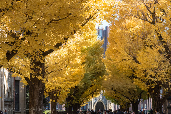 東京 神宮外苑イチョウ並木の歩き方🍁☕️Titicaca