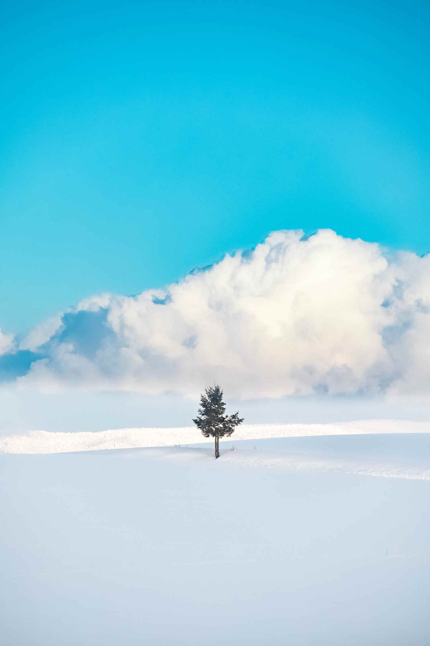 天然のクリスマスツリーのてっぺんに咲いたのは三日月でした。hokkaidobieijapanchristmastreechristmasmerrychristmas北海道美瑛美瑛町クリスマスツリーの木クリスマスツリークリスマスメリー クリスマス