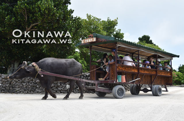 沖縄全域を巡る水牛カート：本島からフクギ並木、石垣島、離島の海までの旅えいちゃんパパ