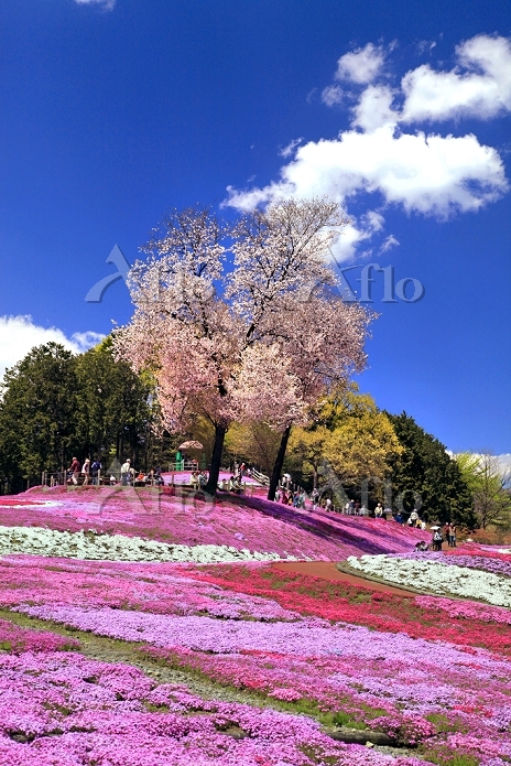 春爛漫♪群馬旅 みさと芝桜公園と臨江閣・ガトーフェスタハラダ工場見学 - 東新観光株式会社