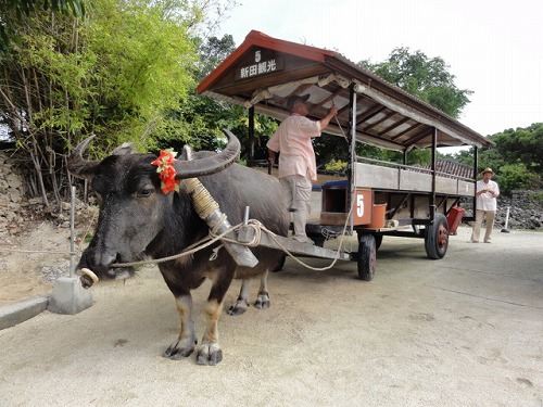 水牛車観光沖縄 旅行の観光・オプショナルツアー予約 VELTRA ベルトラ