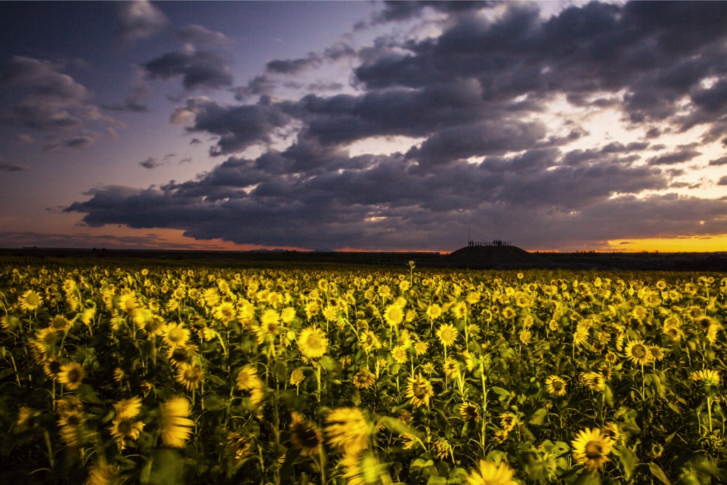 第24回 柳川ひまわり園 に50万本の向日葵を見に！ -