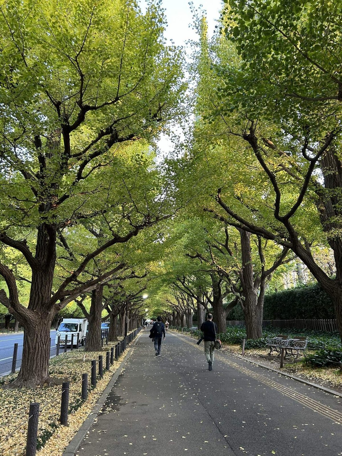 2022年、紅葉もほぼ終わった神宮外苑のイチョウ並木。ライトアップと歩行者天国も最後の週末へ！歩いて知った麻布ガイド