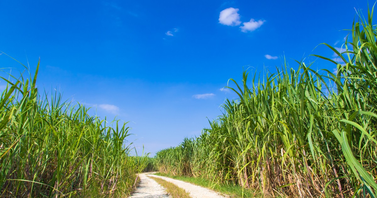 桜‎´•ﻌ•`🐾桃恋➳♡゛ on X: 