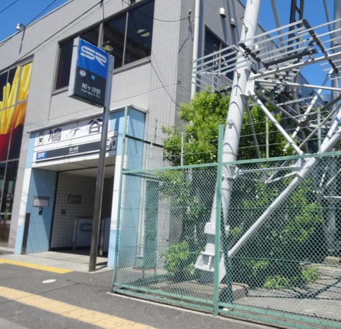 川口元郷駅周辺の「安行桜」がほぼ満開！3月14日の様子です。川口マガジン