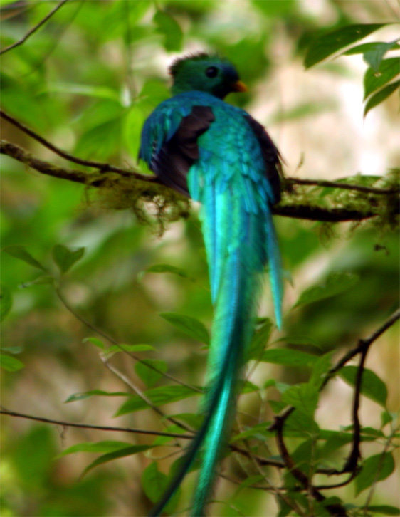 特製フィギュア 大ケツァール展看板水曜どうでしょう DVD