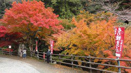 2020 大洲市白滝公園 紅葉狩り情報と陶人形夢わらべ掘り出し市のご案内白滝の四季 The four