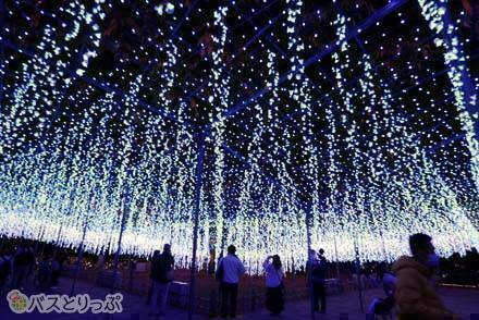 季節の花と光の世界！あしかがフラワーパークで最高の冬を過ごそう✨とちぎの農村めぐり特集栃木県農政部農村振興課