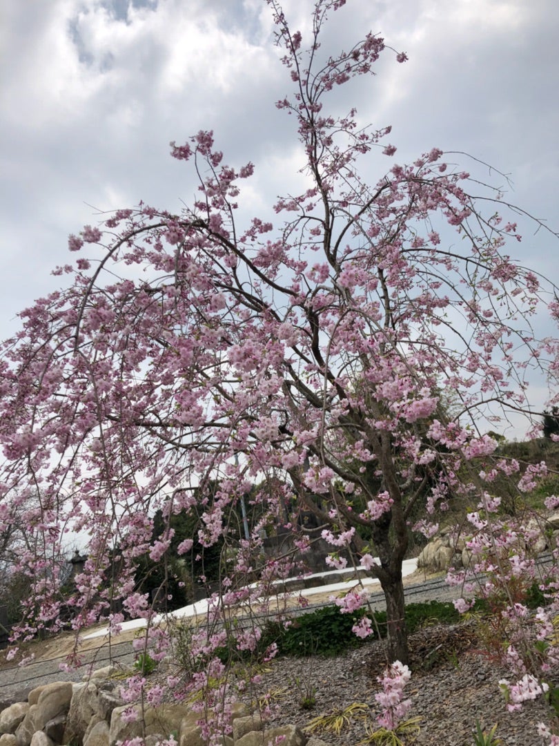 法華寺庭園 ― 国指定名勝