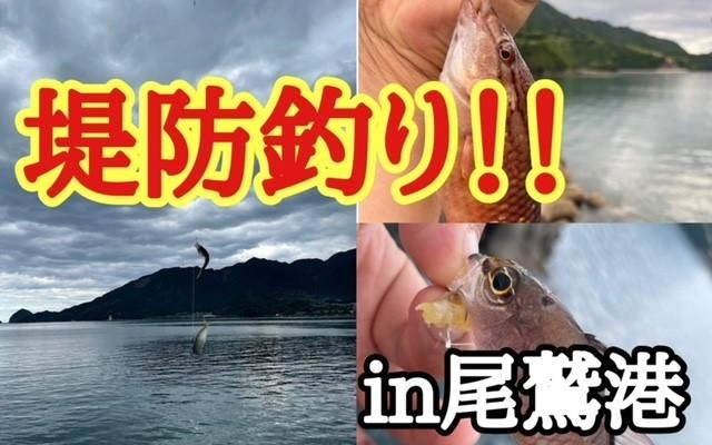 尾鷲港の釣果報告 人気の漁港実際どうなの？ 冬天満波止尾鷲港だんだんDiary