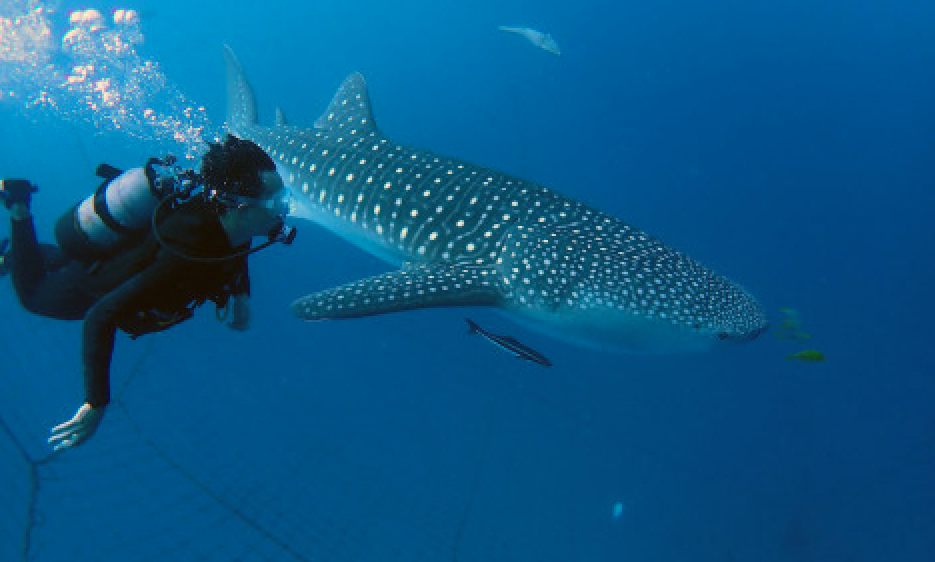 2025年最新 シュノーケリングで沖縄のジンベイザメに会おうラピスマリンスポーツ