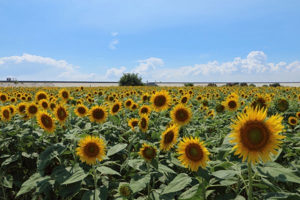 柳川ひまわり園