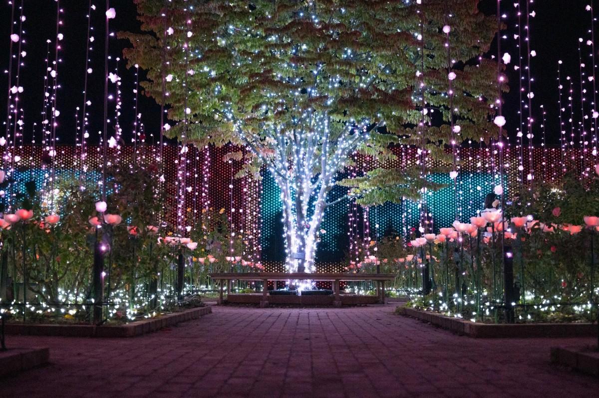 あしかがフラワーパーク フラワーファンタジー 光の花の庭