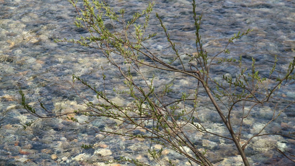 清流が流れる梓川と静かな河童橋 上高地を楽しむ②新まつもと物語