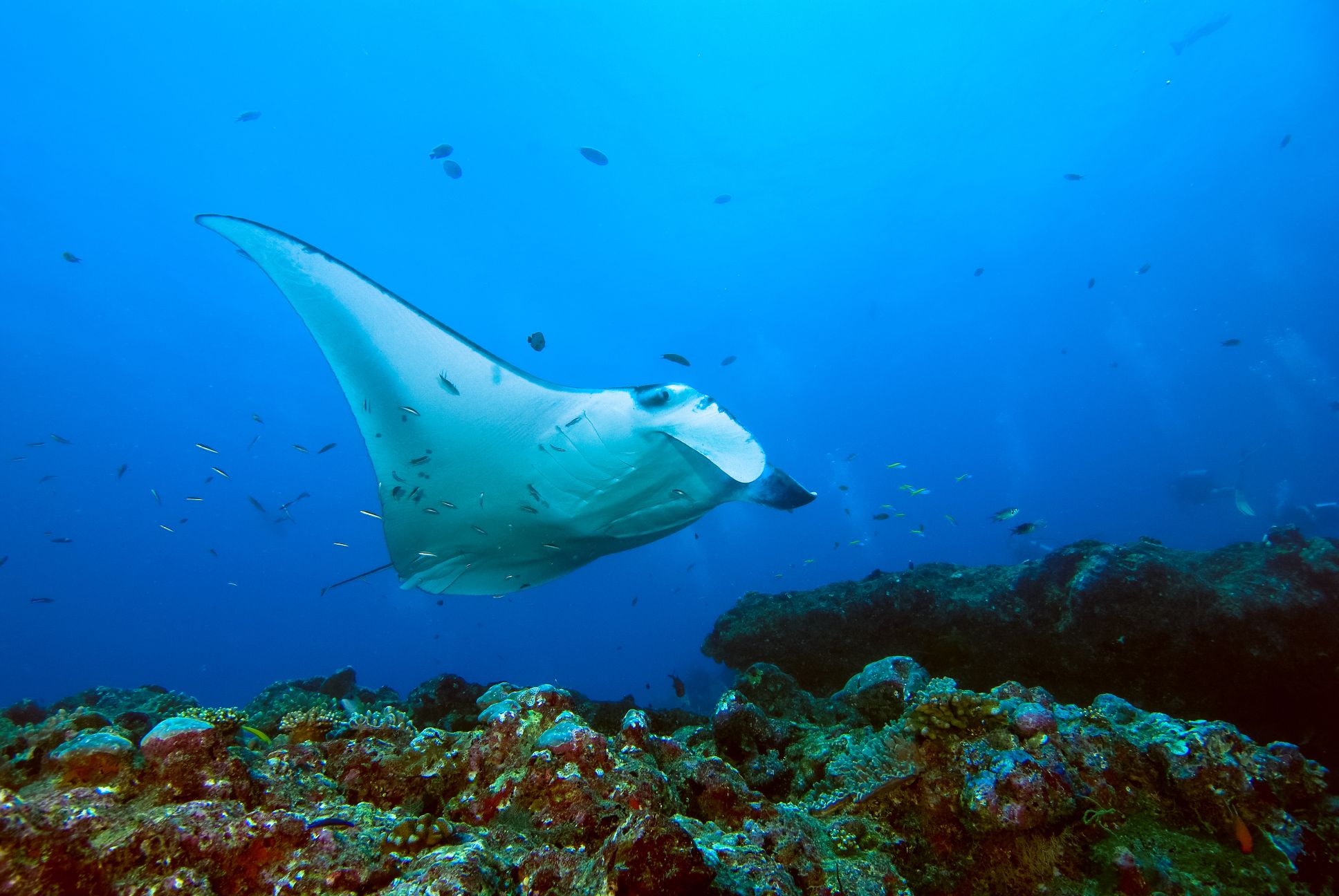 モルディブでシャークシュノーケリング ディグのコモリザメ