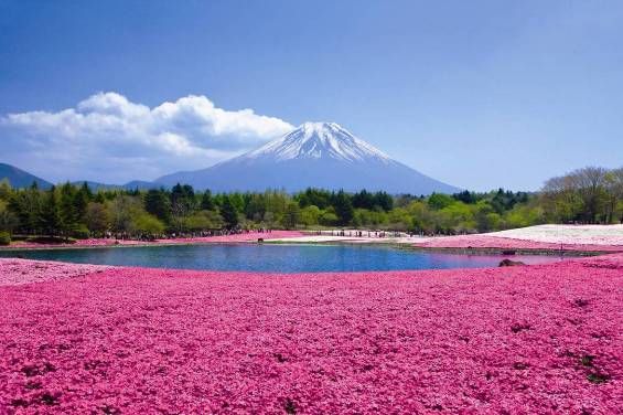富士芝桜まつり 色鮮やかな芝桜の絨毯 富士山を彩る花の祭典バスツアーのアップオン