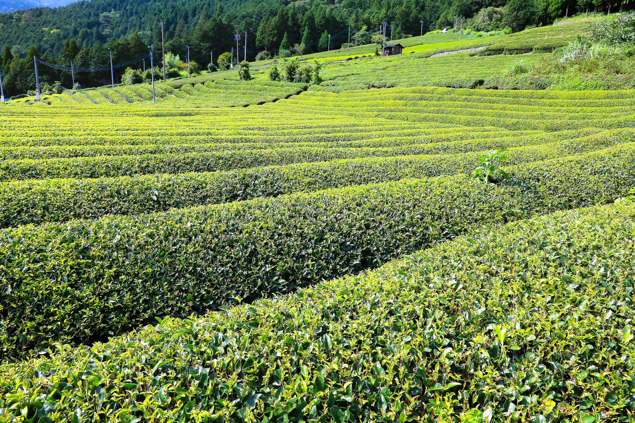 岐阜のマチュピチュ 天空の茶畑 遊歩道を歩いた先に、絶景が広がる秘境の地へるるぶ&more