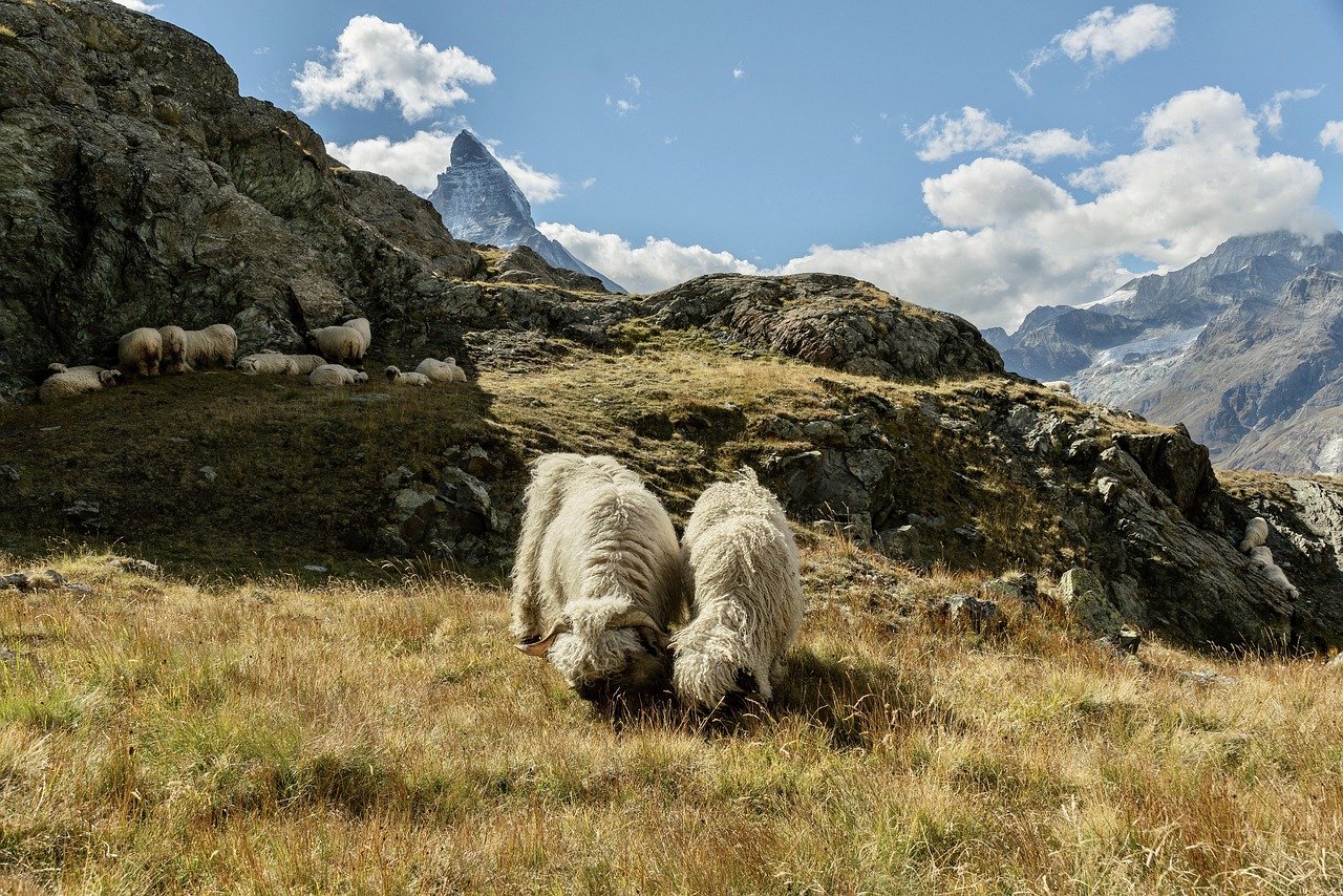 まとめ スイス・アルプスの動物たち人気者に会いに行こう
